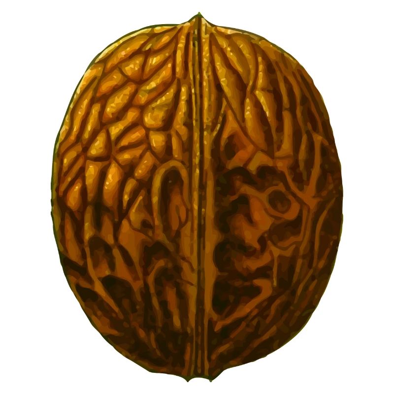 walnuts walnut veggie vegetables fruits10