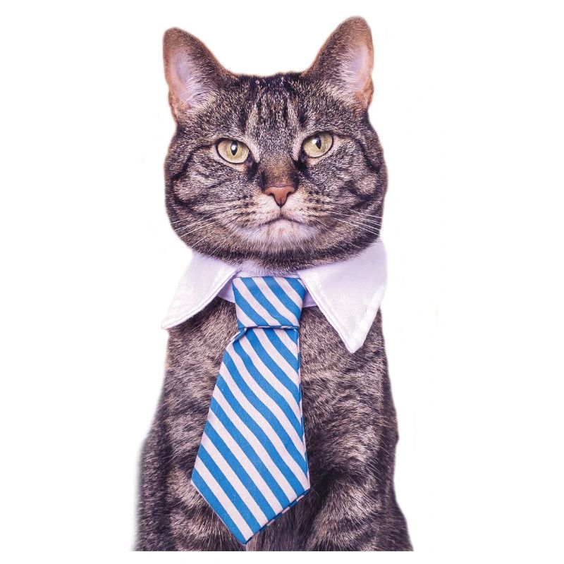 Chat de bureau