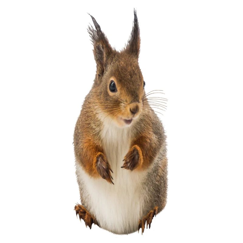 Squirrel