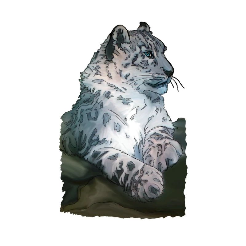 Snow leopard lying