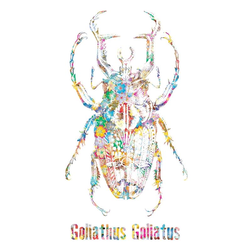 Skarabäus Goliathus Goliatus