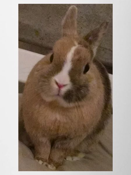 Rabbit
