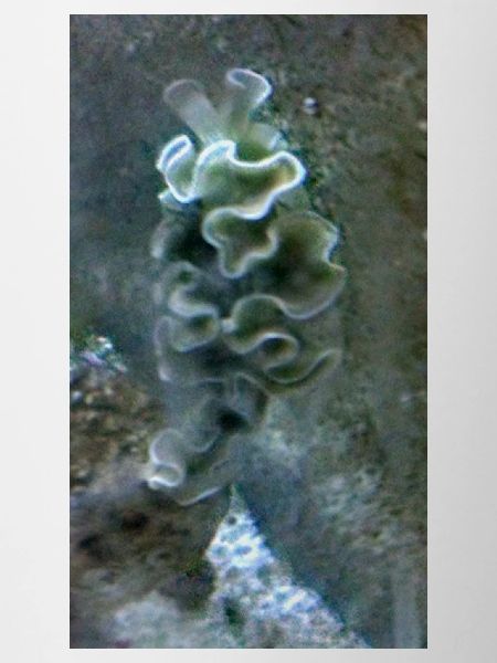 Sea Snail