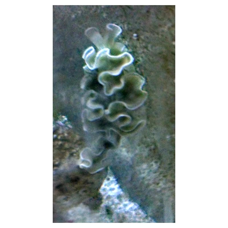 Meeres Schnecke
