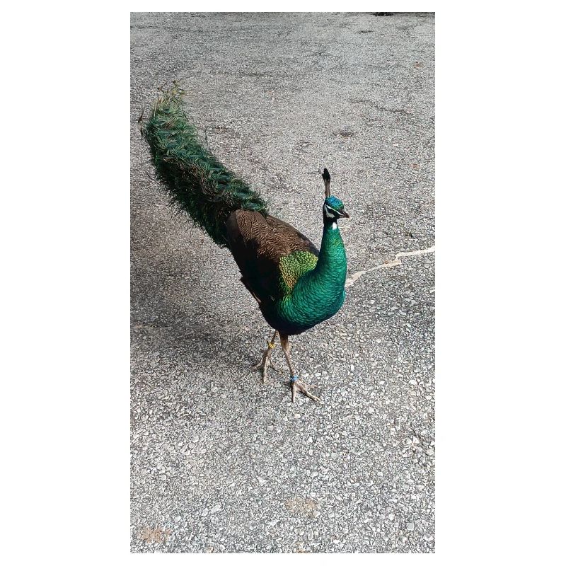 Nicebird