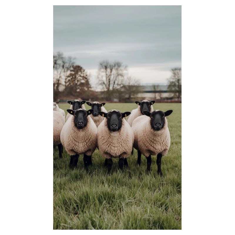 Moutons dans le pré
