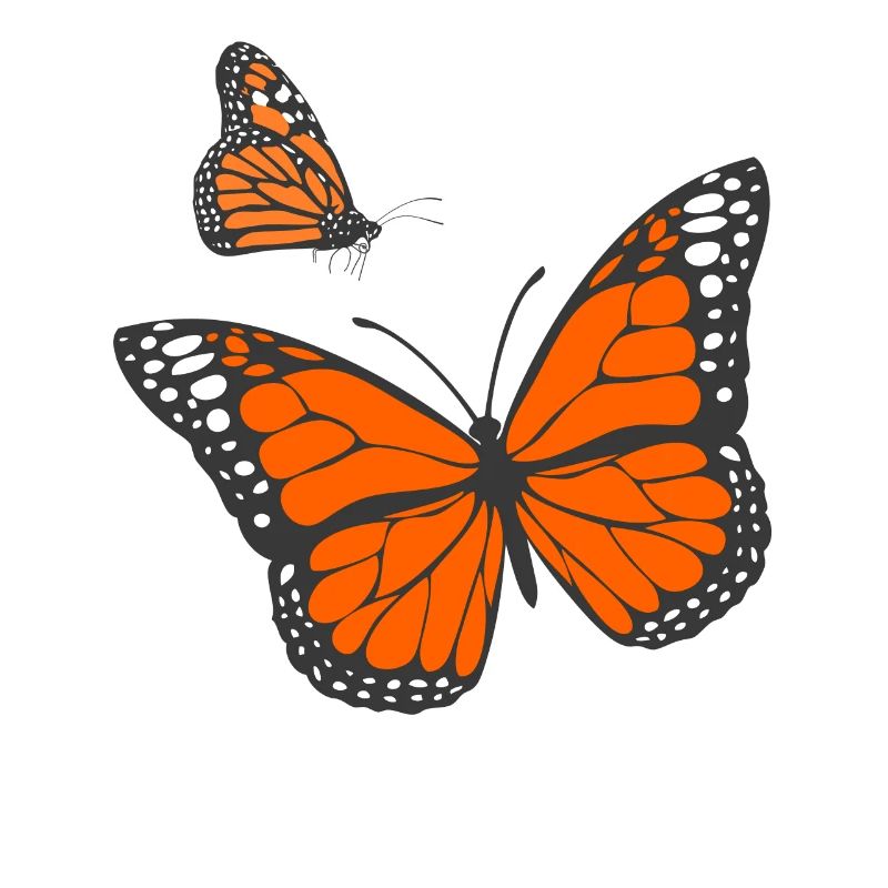 Papillon monarque