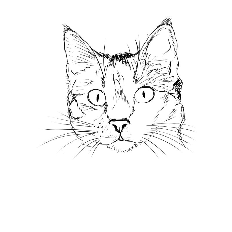 Drawn cat