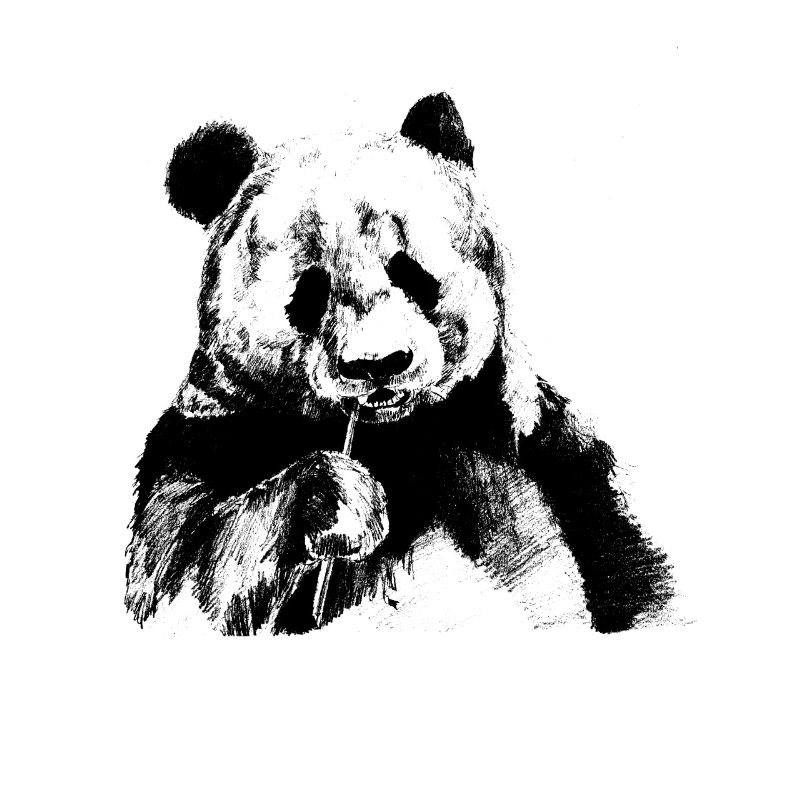 Panda noir