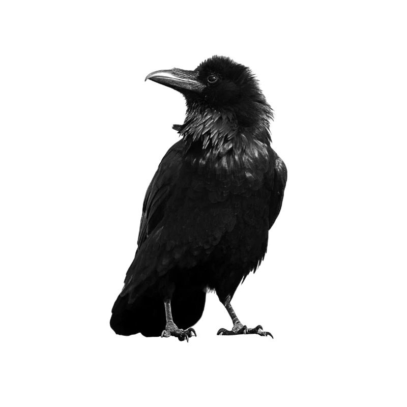 Der Rabe, Krähe Rabenvogel Corvus Geschenkidee Poe