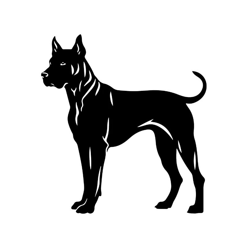 Chien Dogue Argentin