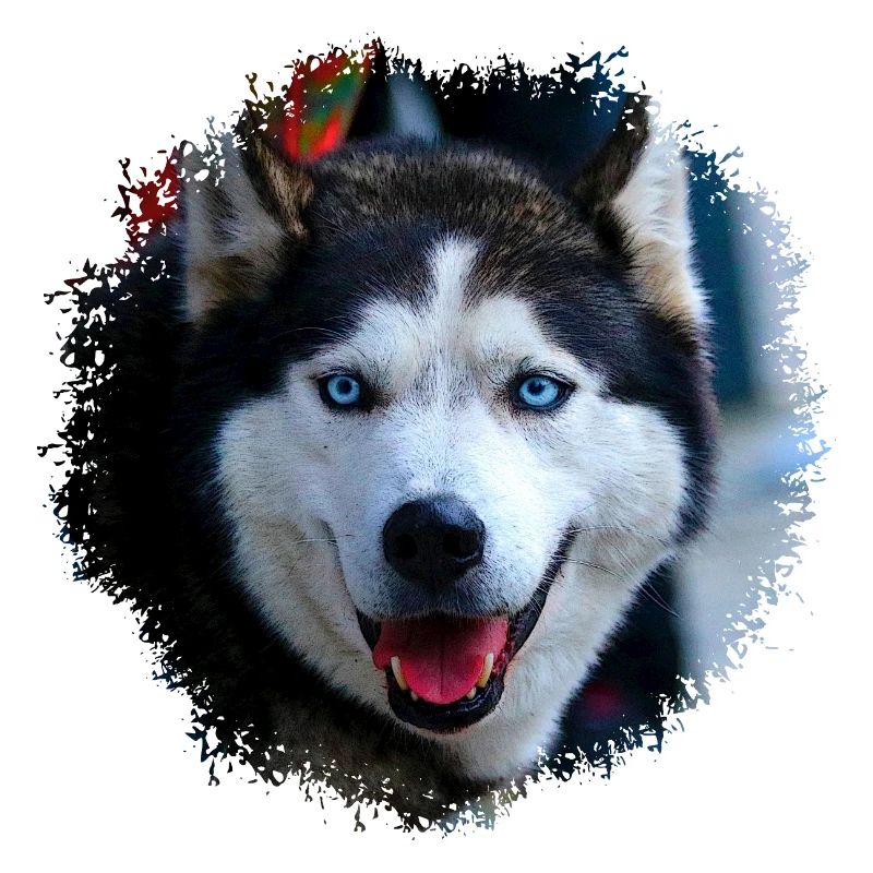 Husky