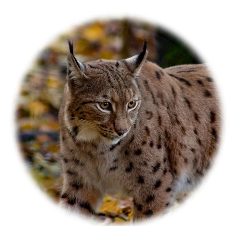 LyNX