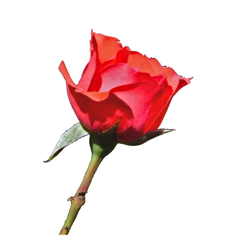 Une seule rose