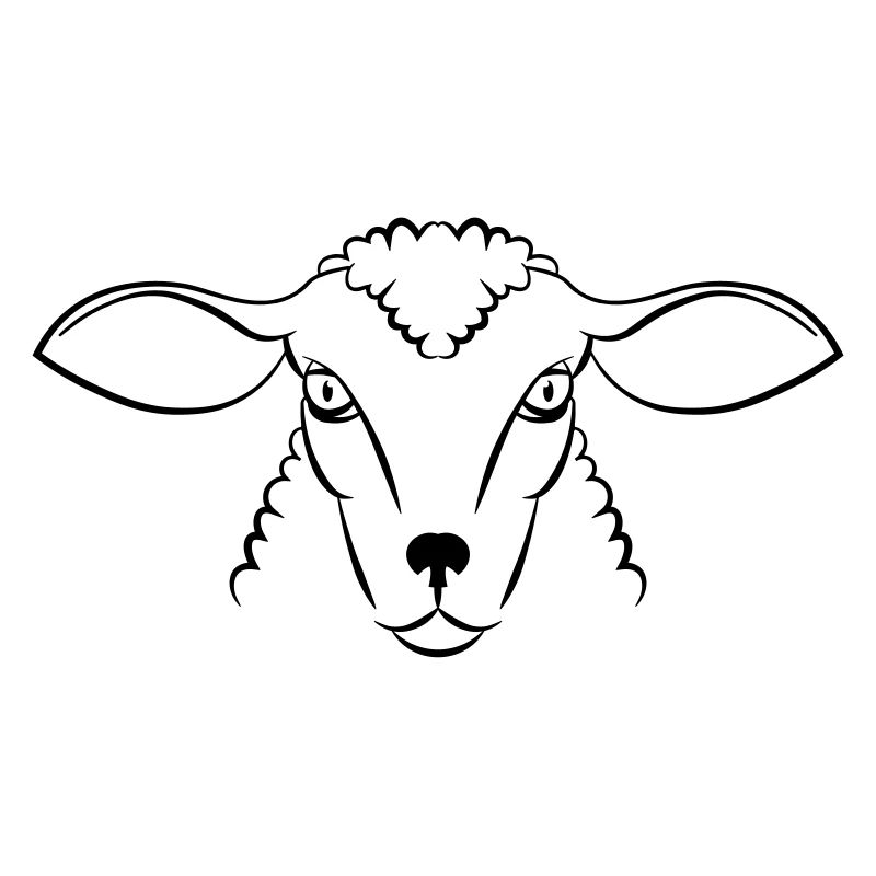 sheep