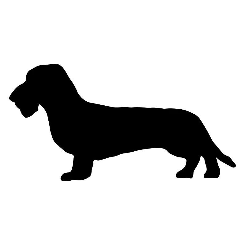 Teckel Teckel Chien Teckel à poil dur isolé