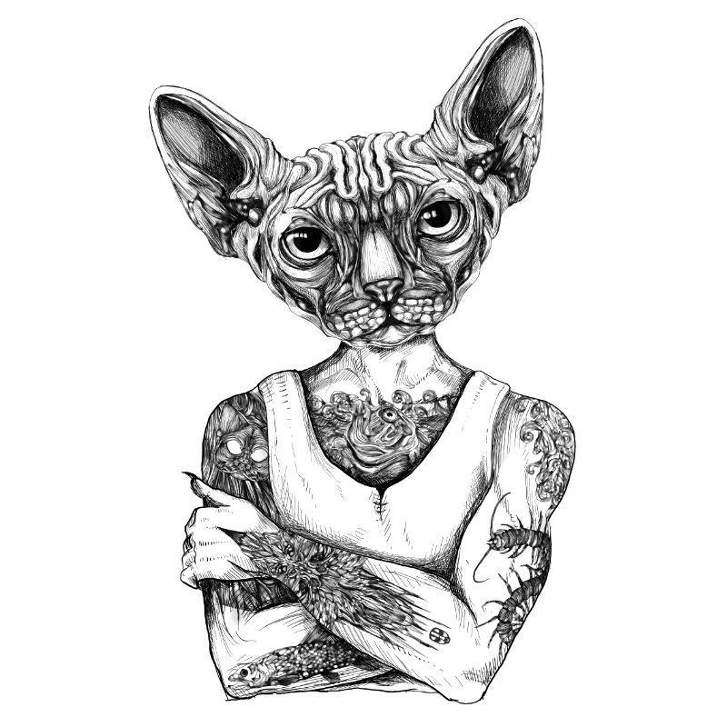Sphynx Cat