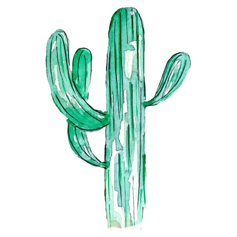 Cactus aquarelle