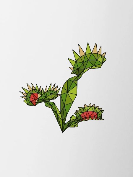 Carnivorous Plants Venus Flytrap