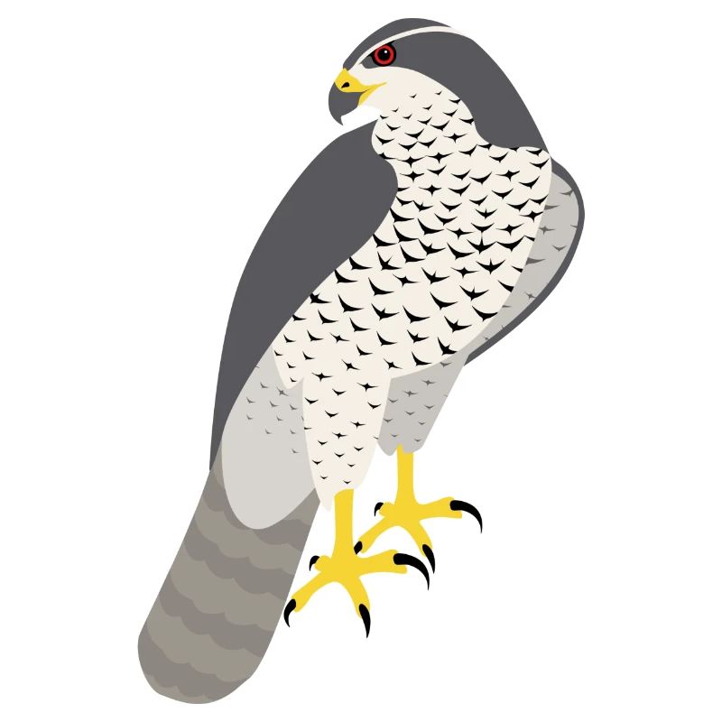 Faucon Goshawk Accipiter Gentilis
