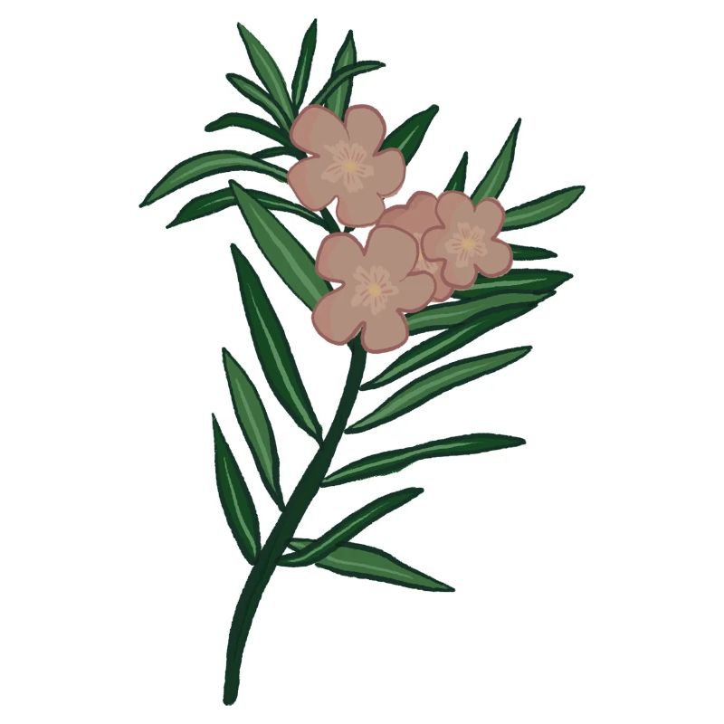 Pink Branch Oleander Flower
