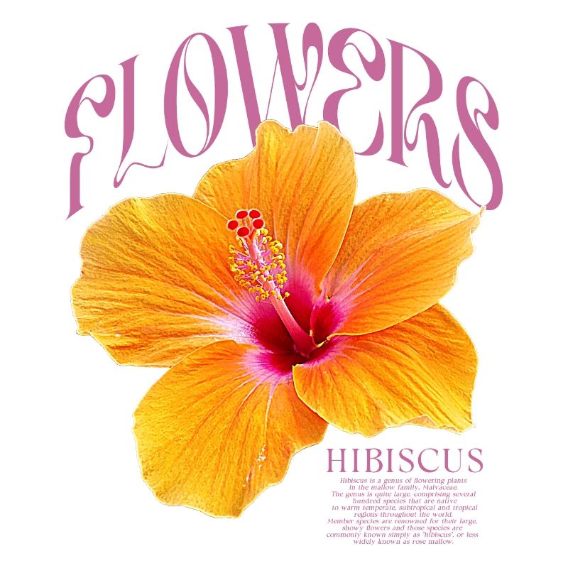Hibiscus Fleur d’hibiscus Fleurs