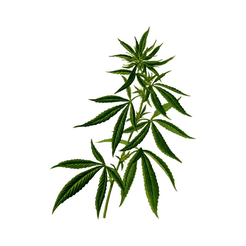 cannabis