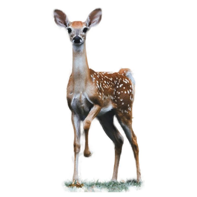 cerf - faon