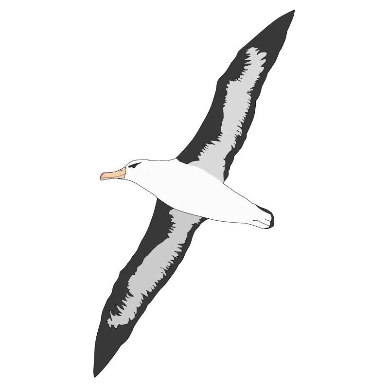 Albatros à sourcils noirs