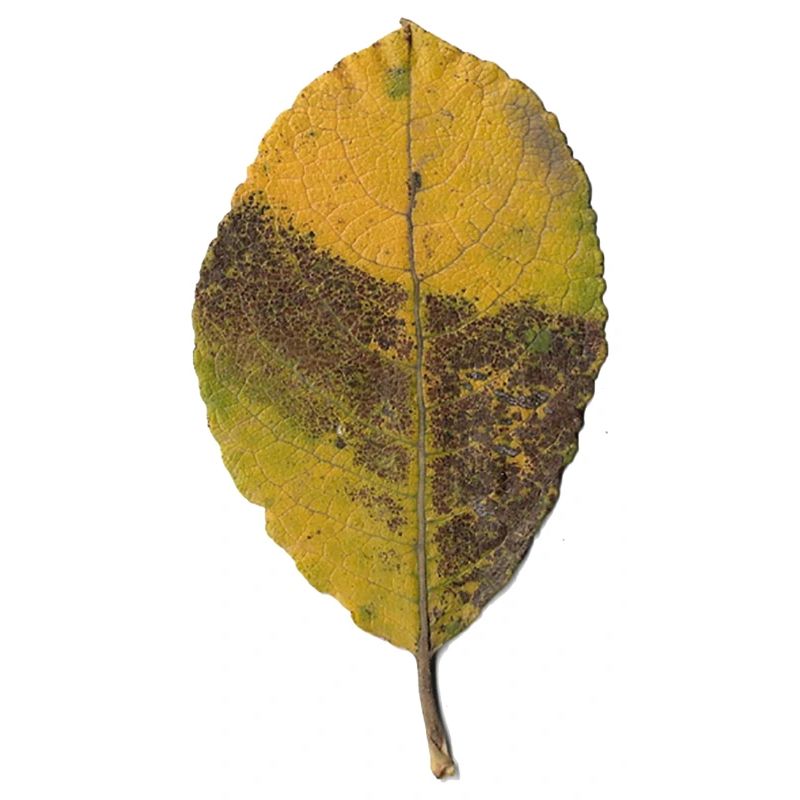 Blatt