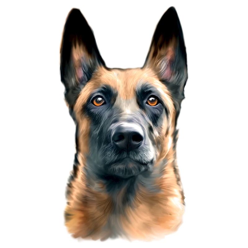 tête de chien malinois