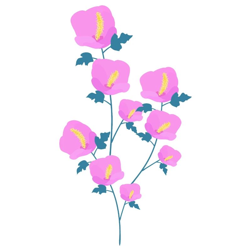 Fleurs d’hibiscus
