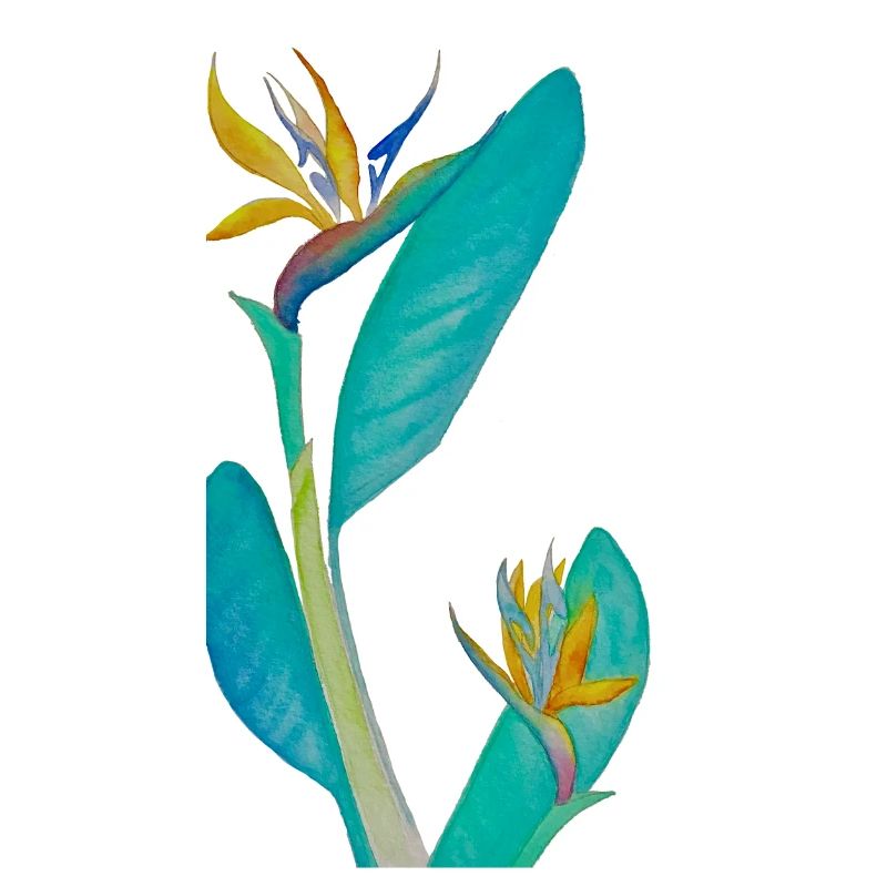 Plante oiseau du paradis