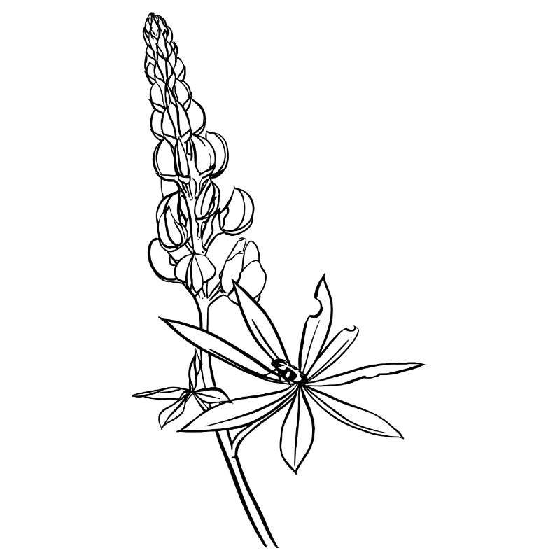 Lupin avec coléoptère