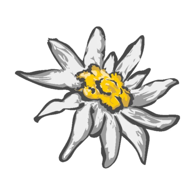 edelweiss