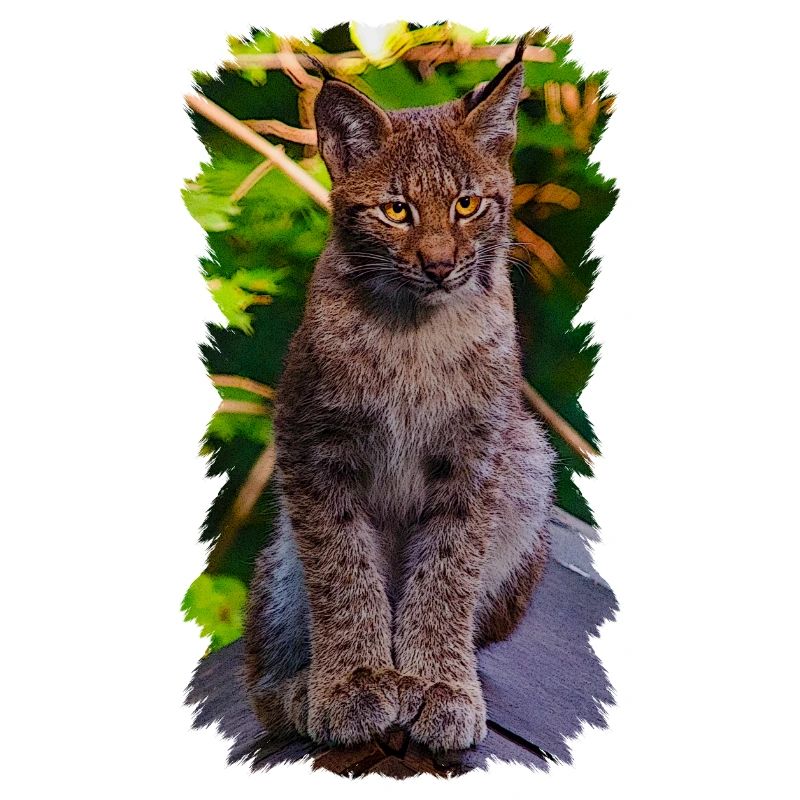 Luchs