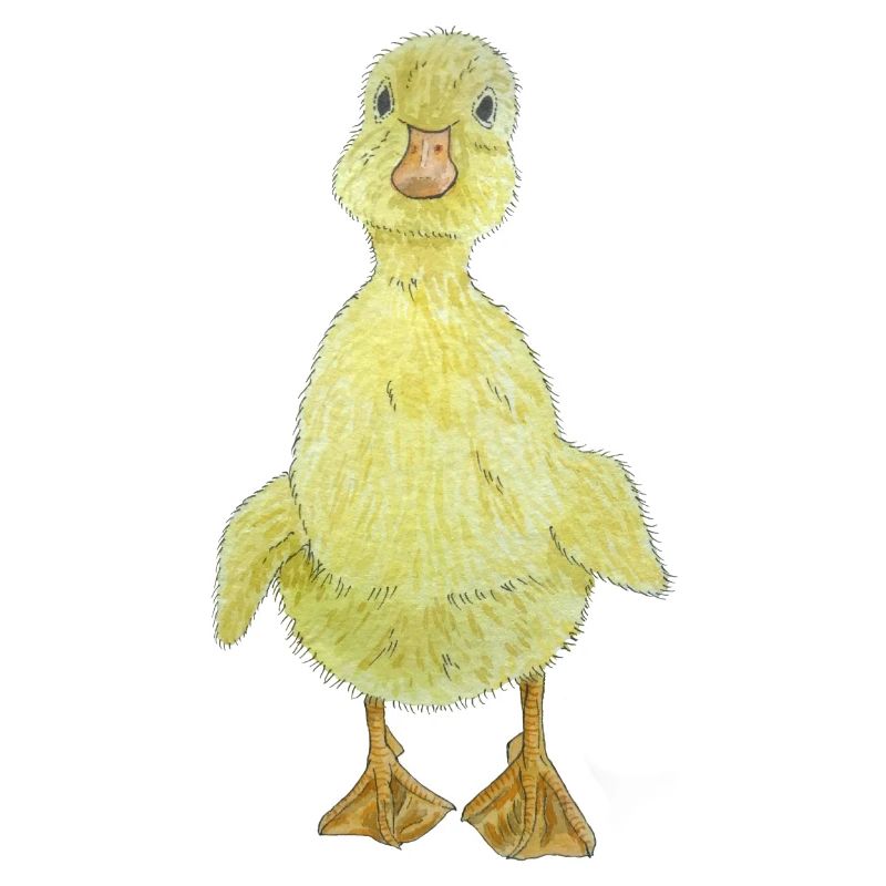 Entchen Küken