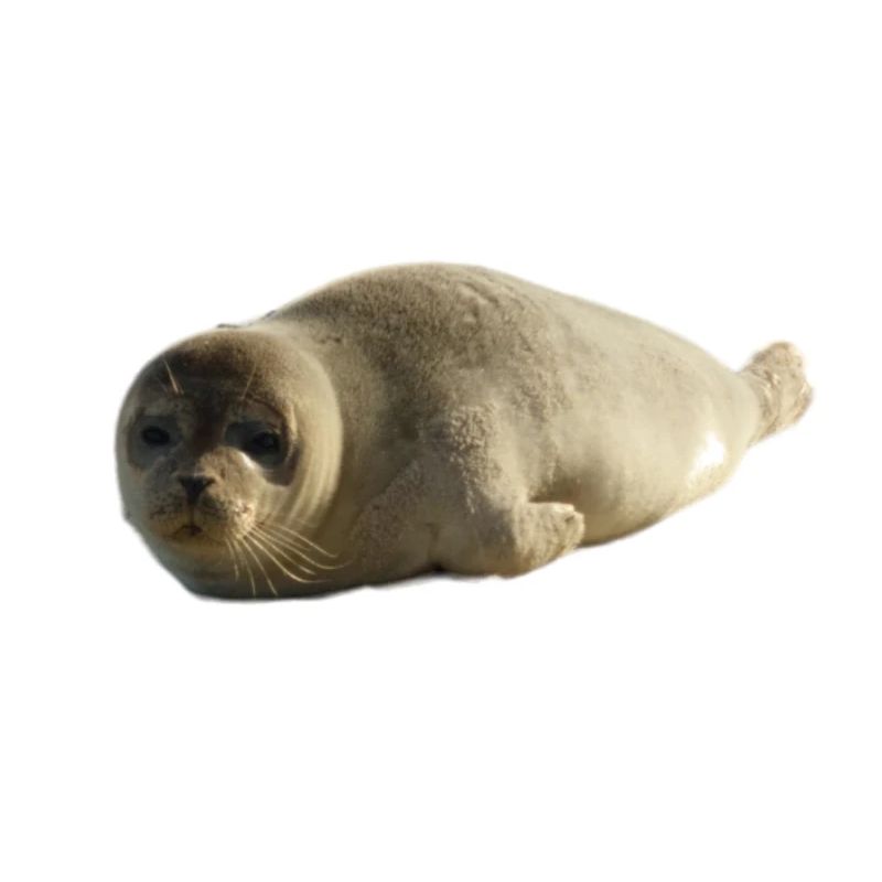 Chiot