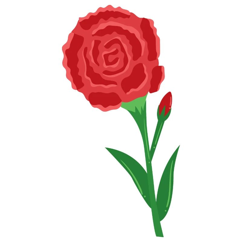 Carnation