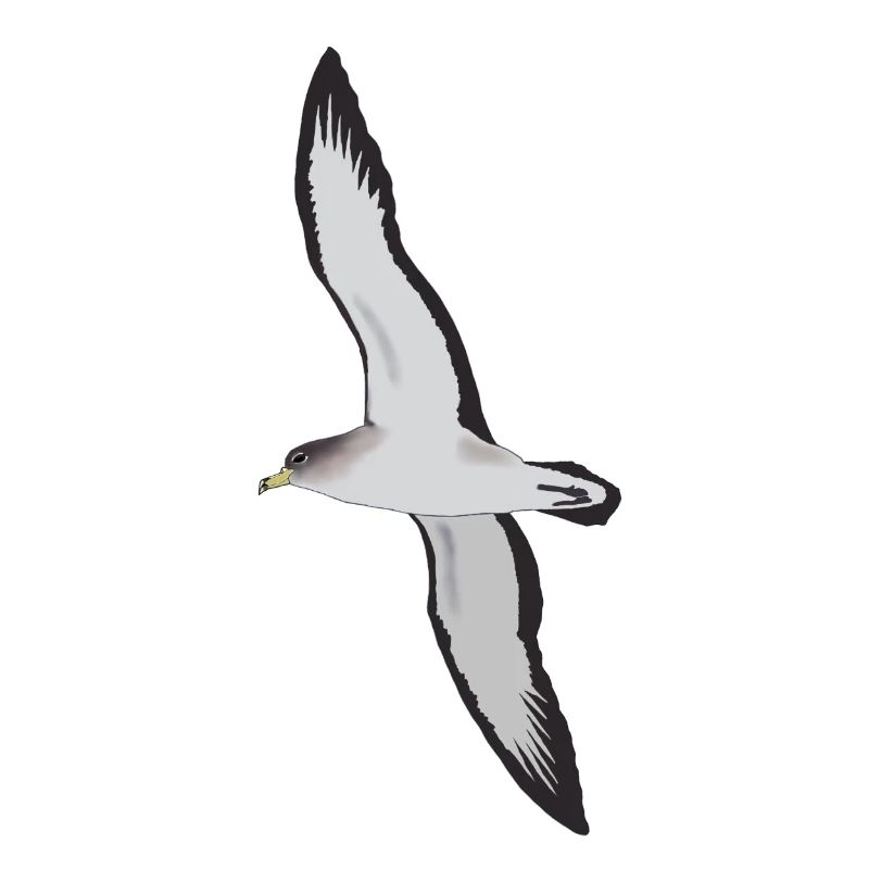 Puffin cendré