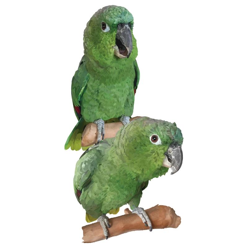 The farinous parrot