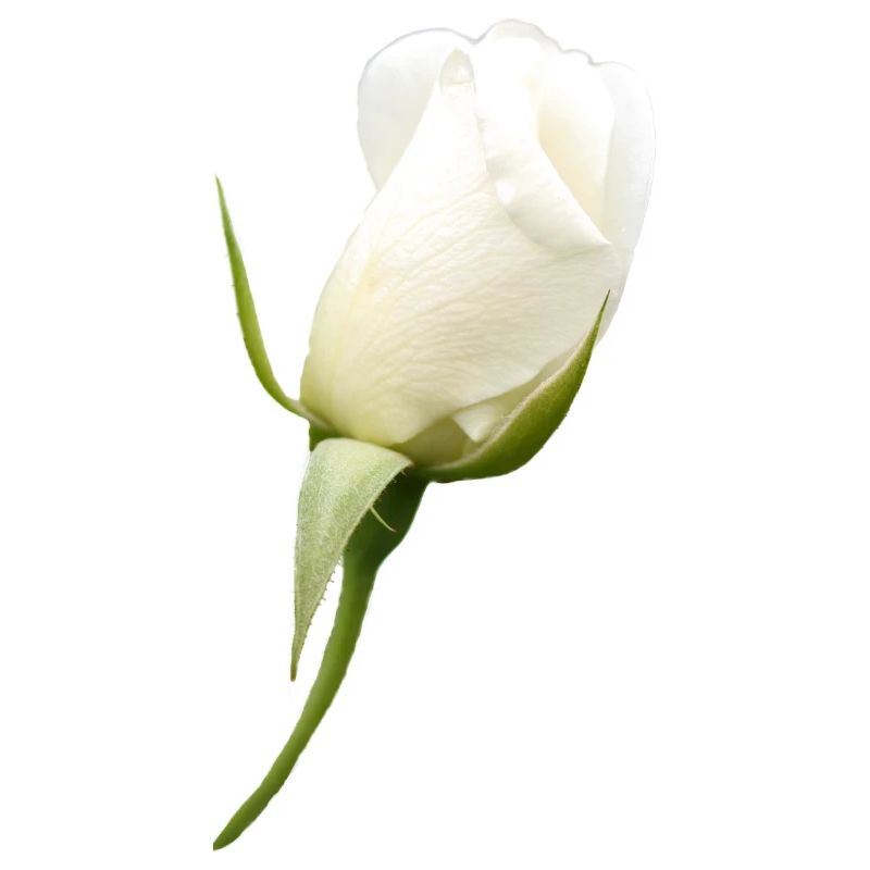 fleur blanche rose blanche