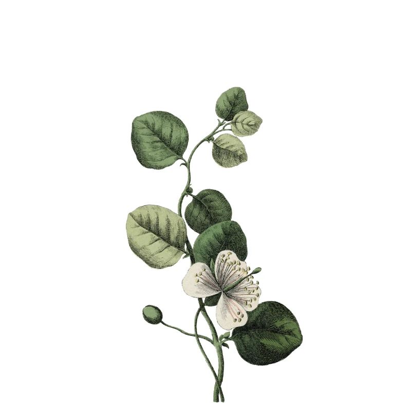 Nummer 1 Blumengrün -1. Blumengeburtstag