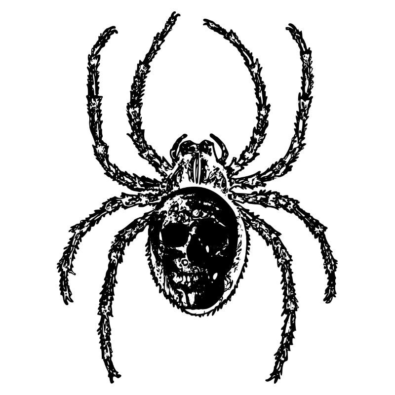 Crâne sur araignée