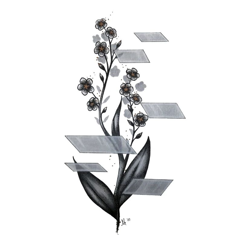 Myosotis