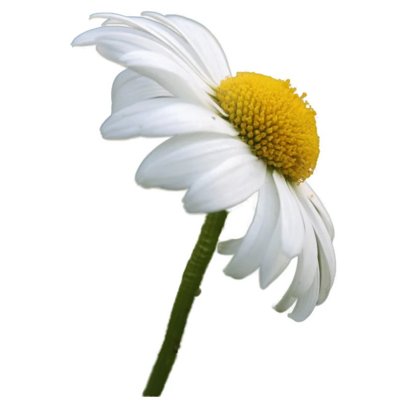 Marguerite Goose Fleur