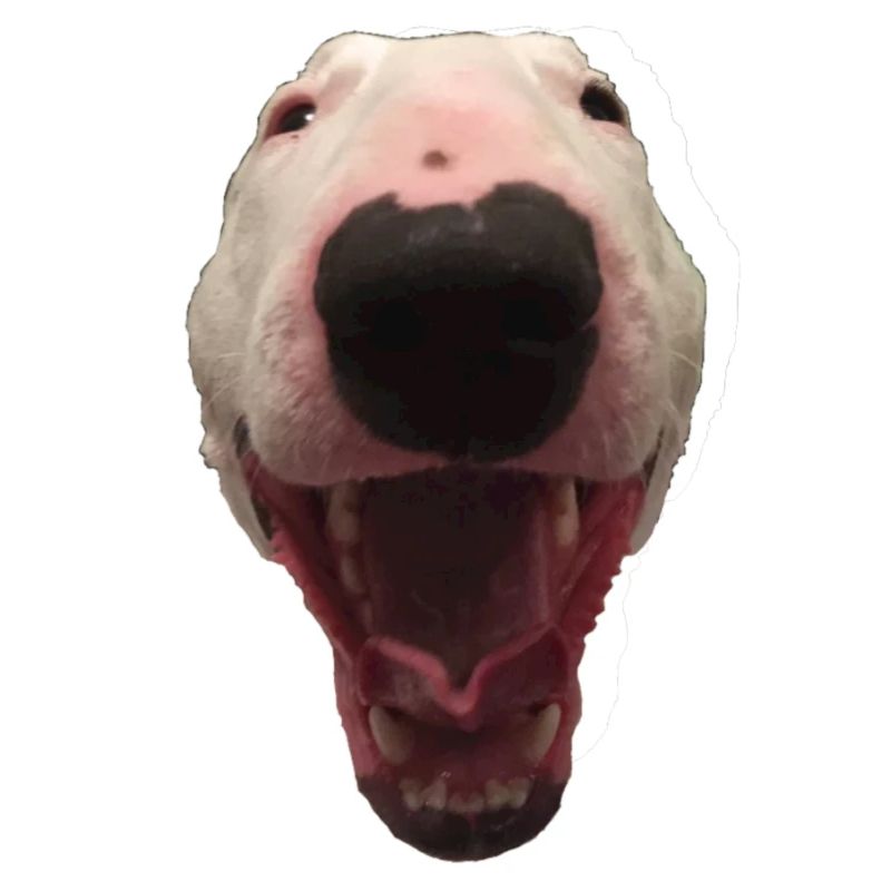 Happy Walter dog meme gift idea