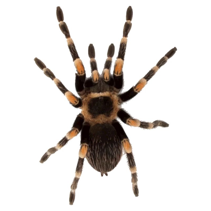 Spider