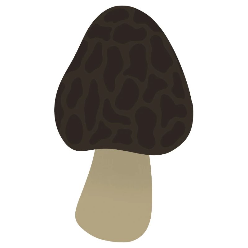 Morel Mushroom