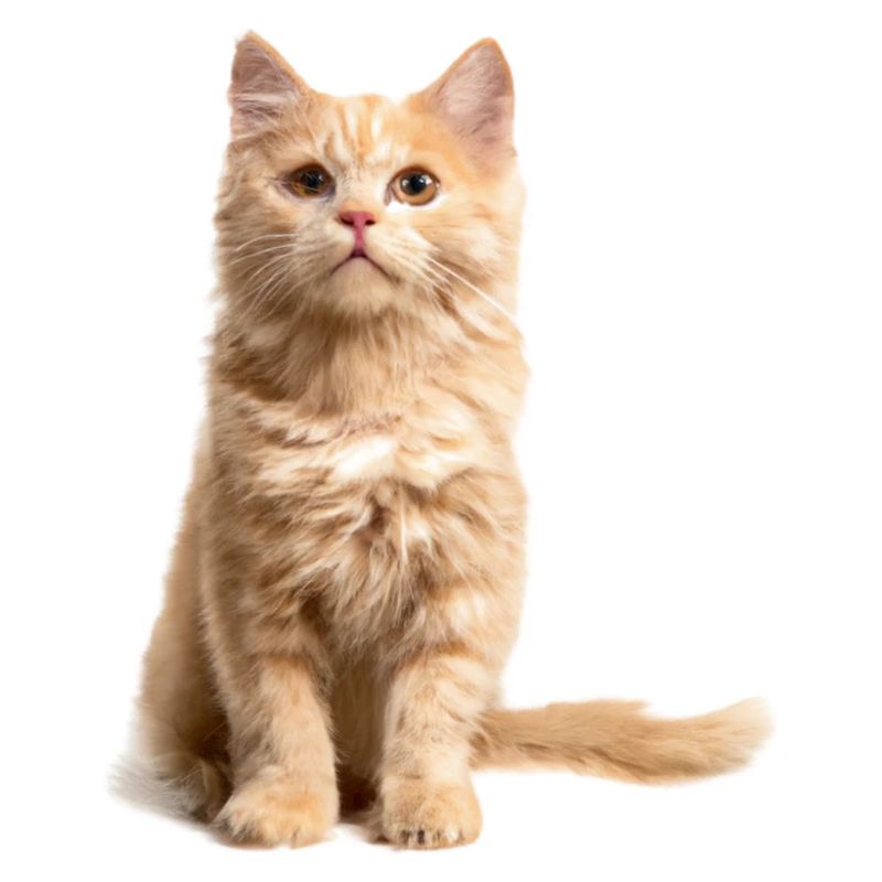 Chat roux